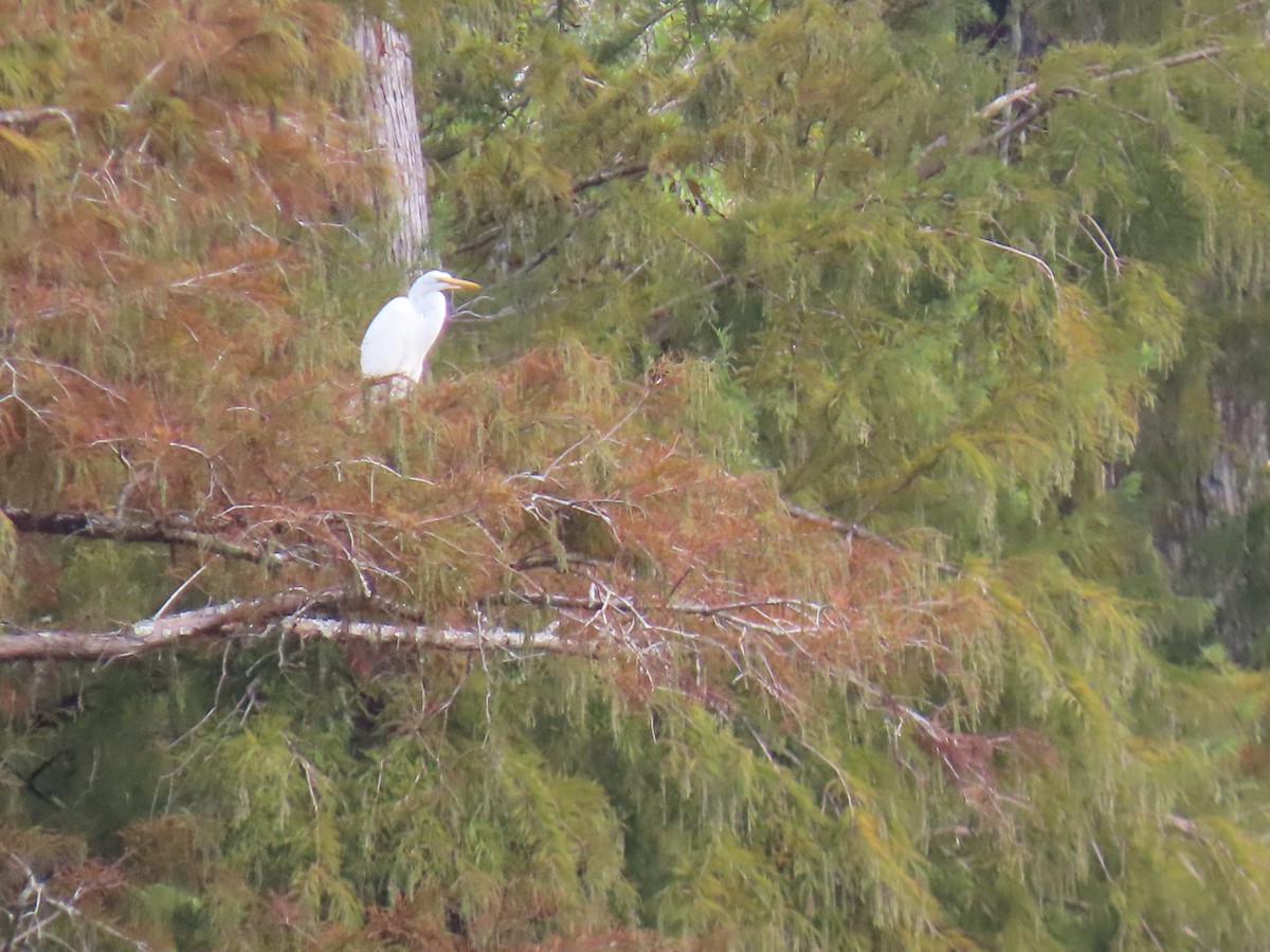 Цасч дэглий - ML644479994