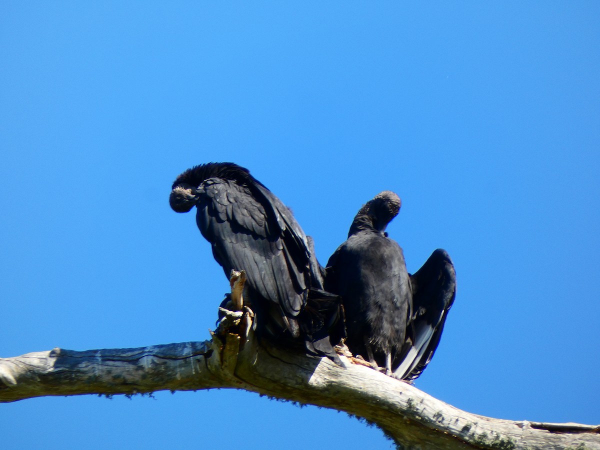 Zopilote beltza - ML644480004