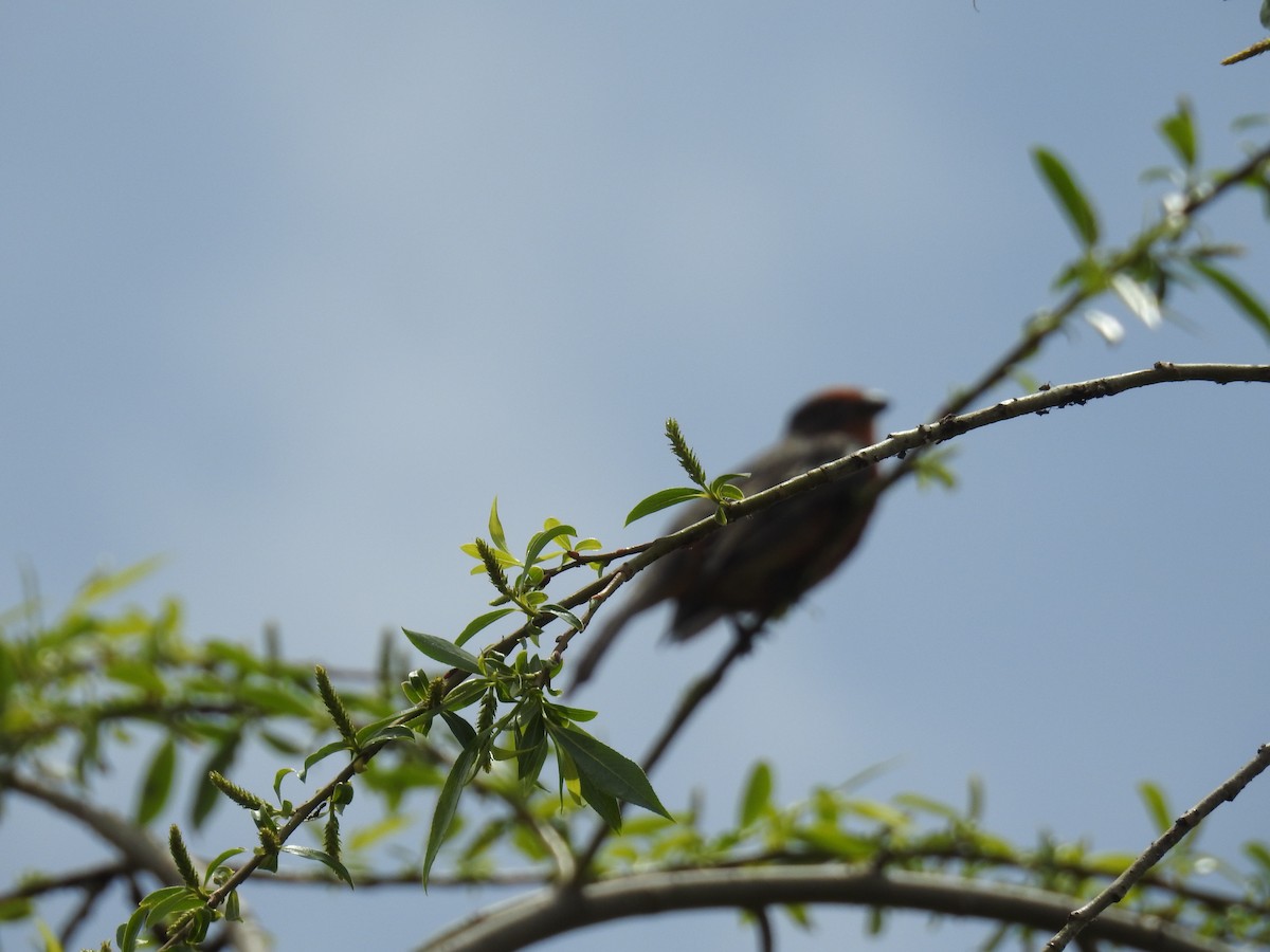 アカハラクサカリドリ - ML644480007