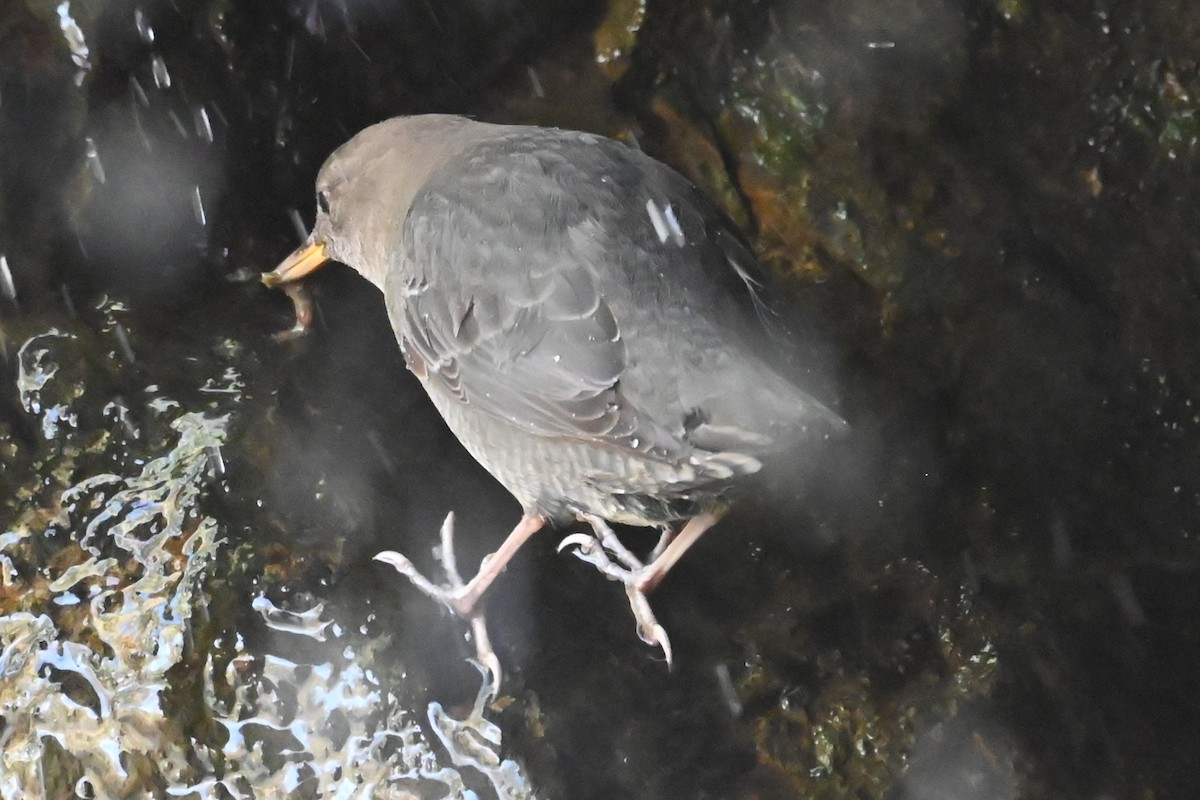 Серая оляпка - ML644480008