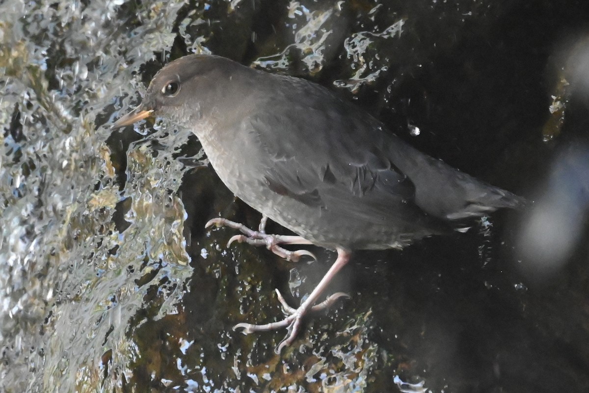 Серая оляпка - ML644480009