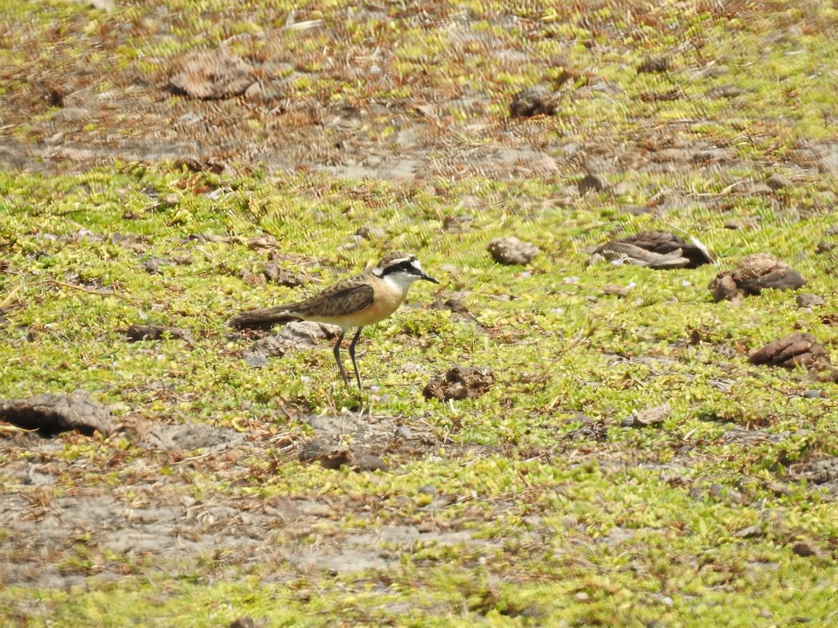 kittlitzlo - ML644480010