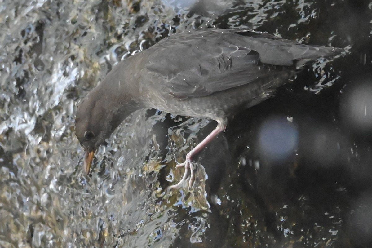 Серая оляпка - ML644480011