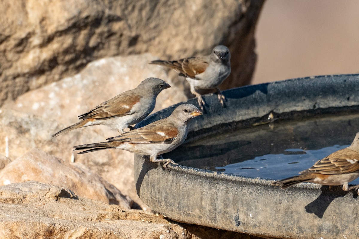 Горобець блідий - ML644480013