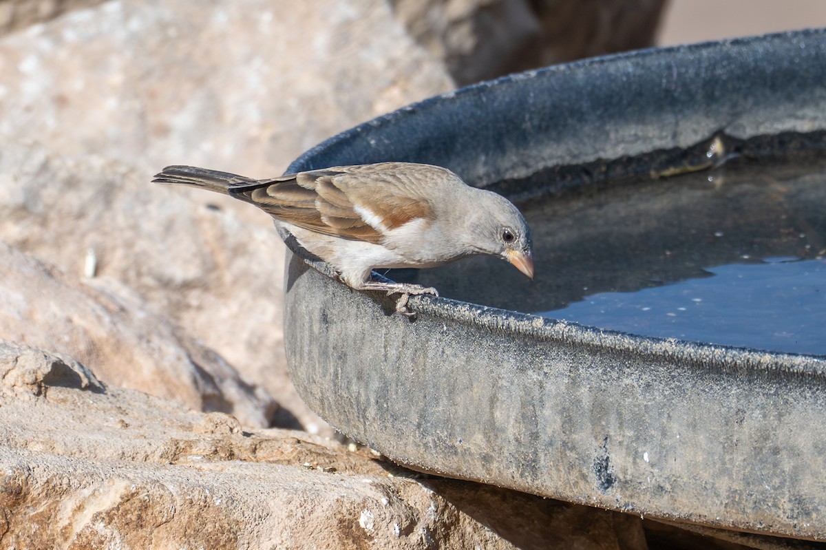 Горобець блідий - ML644480014