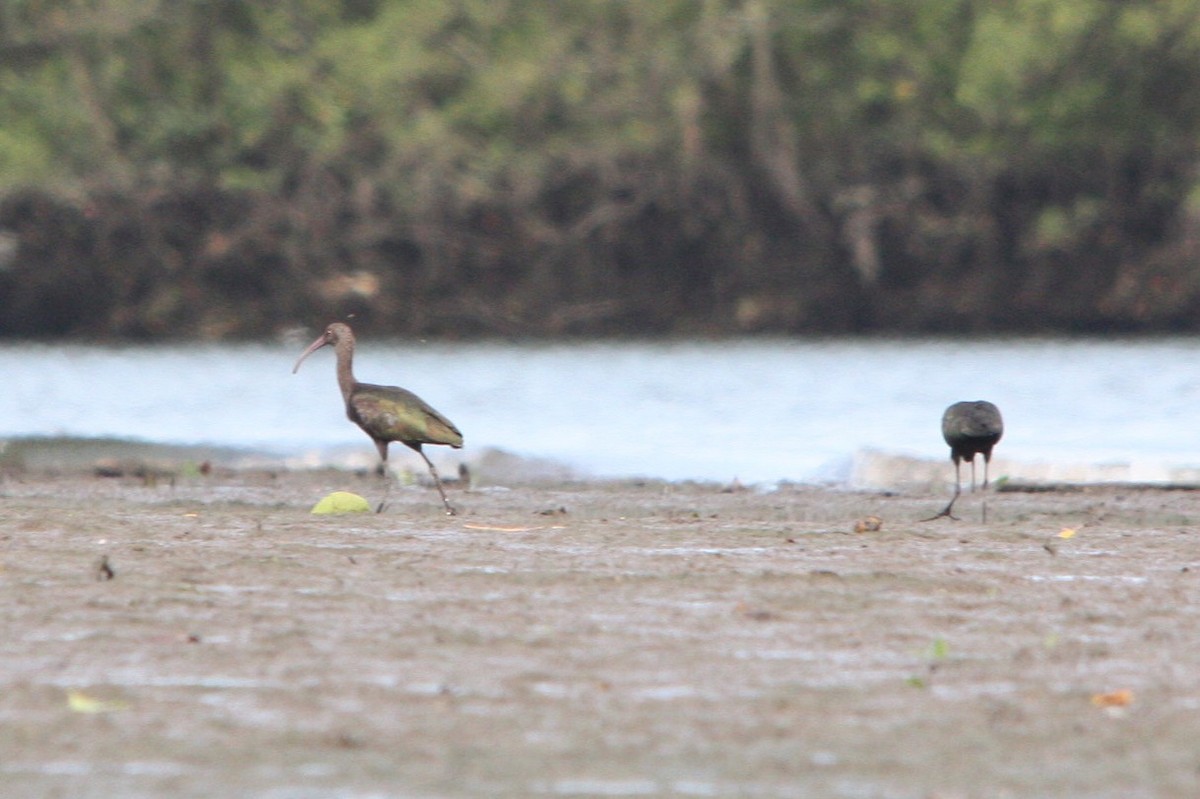 Bare-faced Ibis - ML644480018