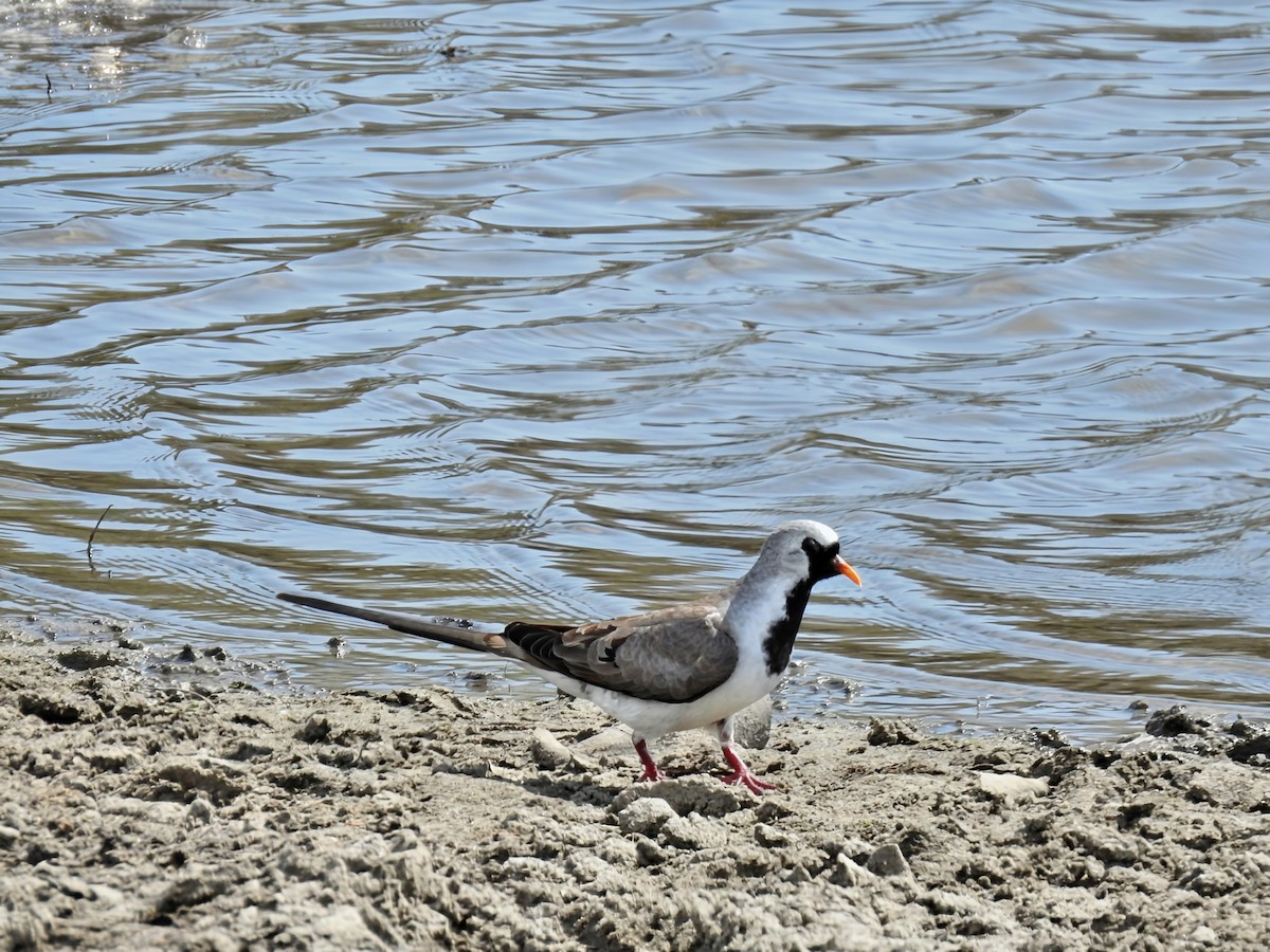 Namaqua Dove - ML644480020