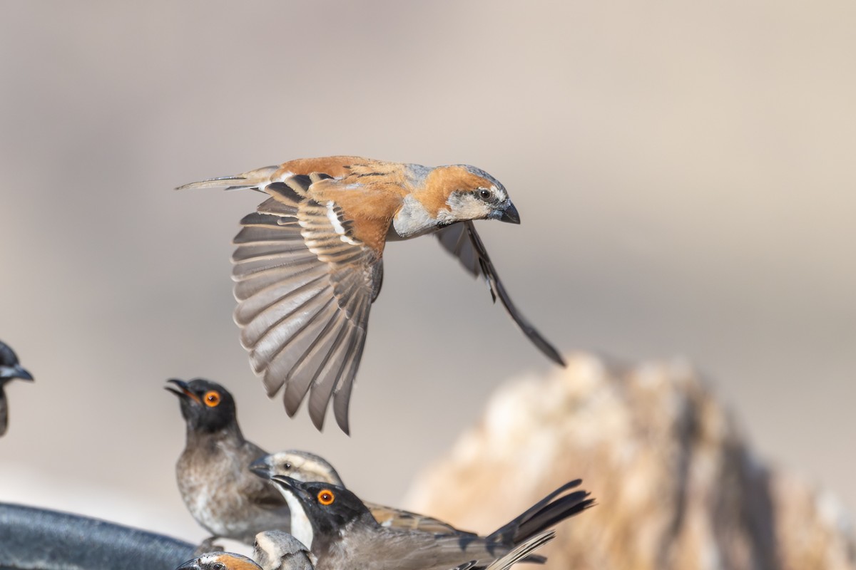 Great Rufous Sparrow - ML644480021