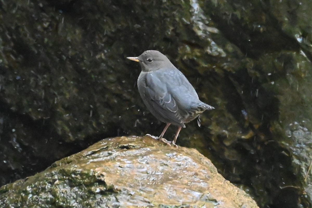 Серая оляпка - ML644480023