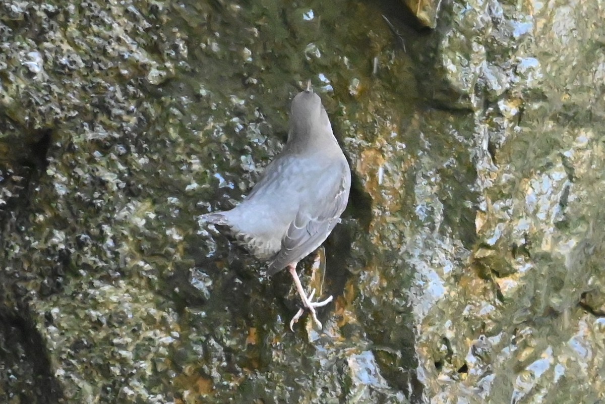 Серая оляпка - ML644480027