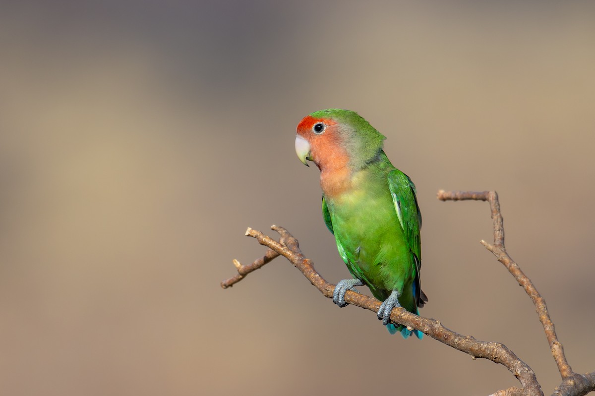 Rosy-faced Lovebird - ML644480028