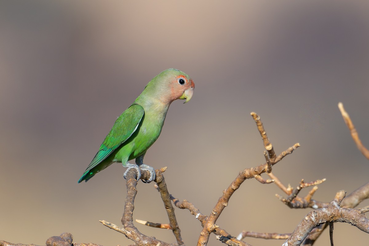Rosy-faced Lovebird - ML644480029
