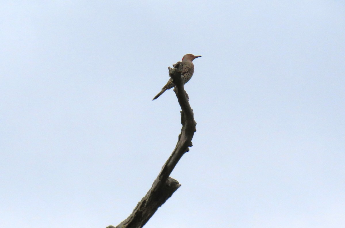 Northern Flicker - ML644480030