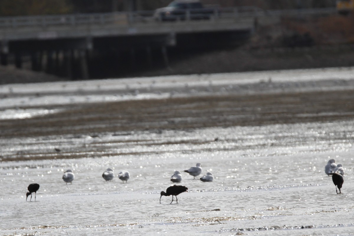 ibis americký - ML644480036