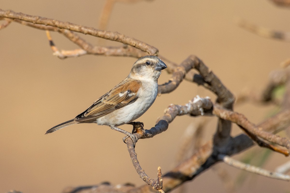 Great Rufous Sparrow - ML644480037