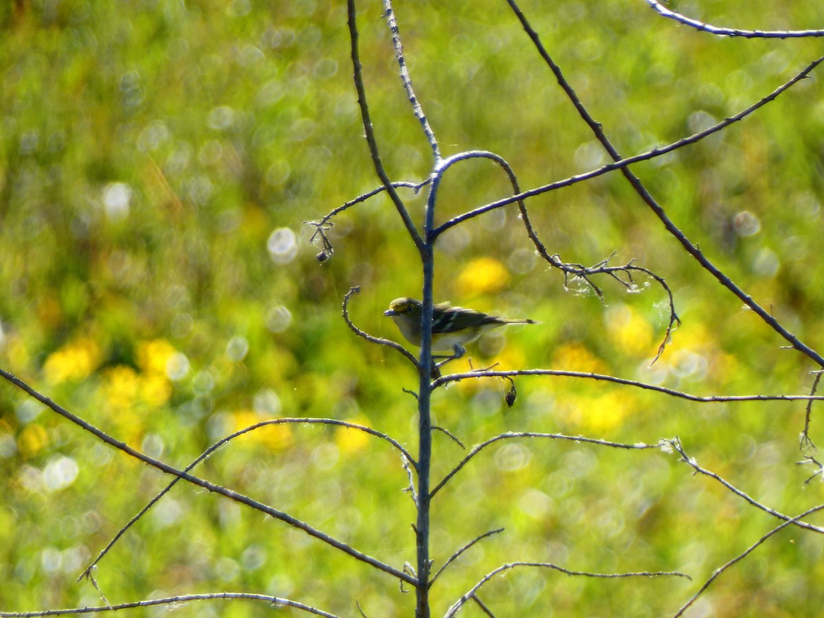 Белоглазый виреон [группа griseus] - ML644480039