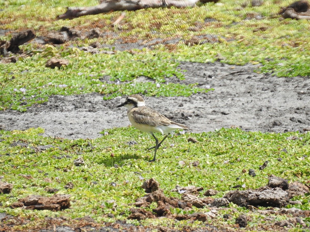 kittlitzlo - ML644480044