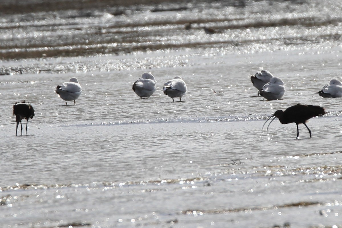 ibis americký - ML644480048