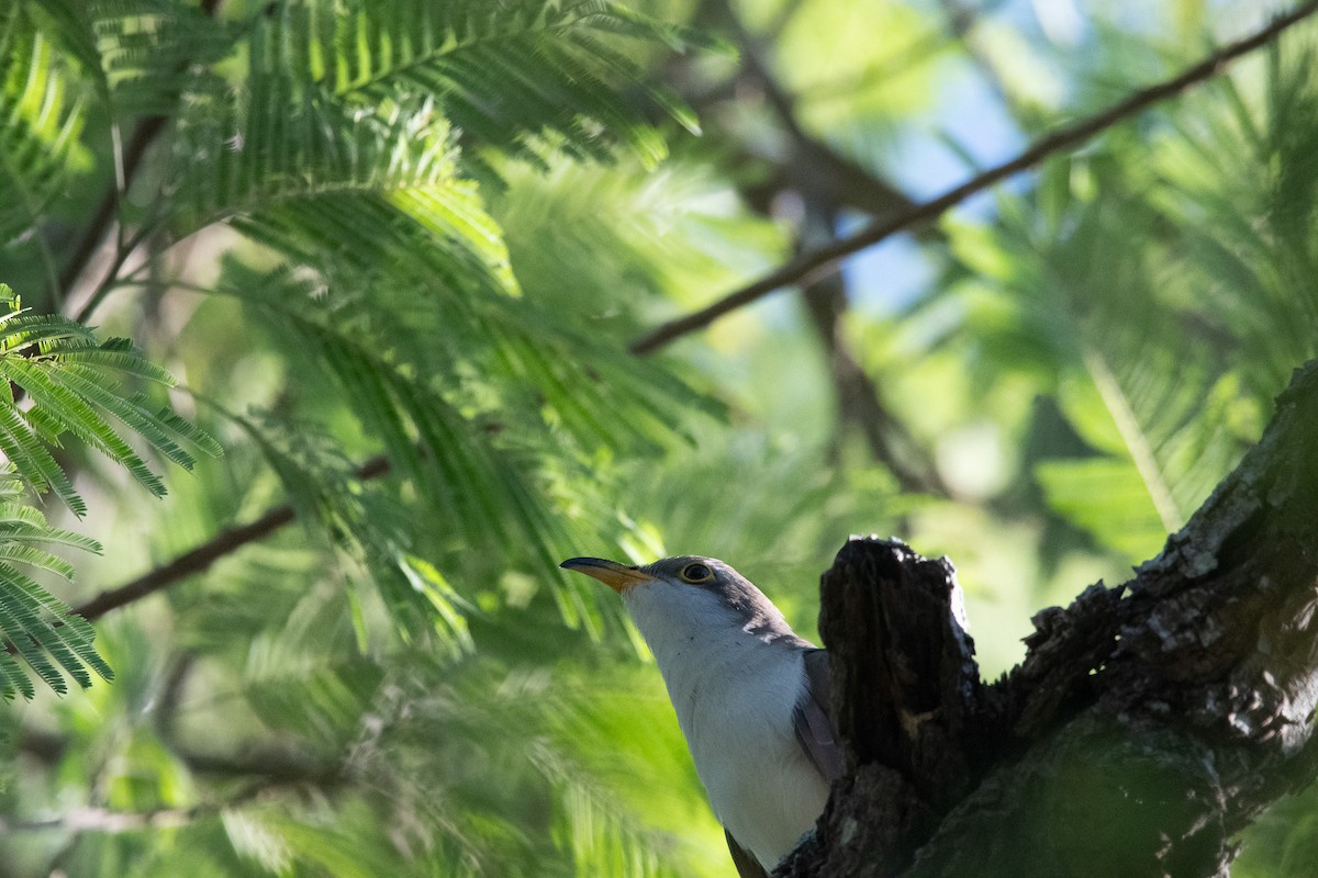 Yellow-billed Cuckoo - ML644480050