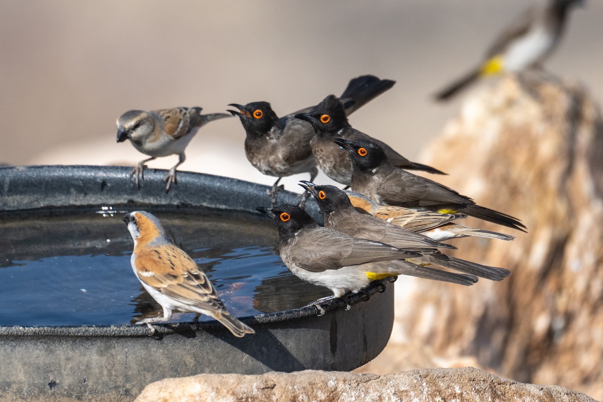 Bulbul brunoir - ML644480051