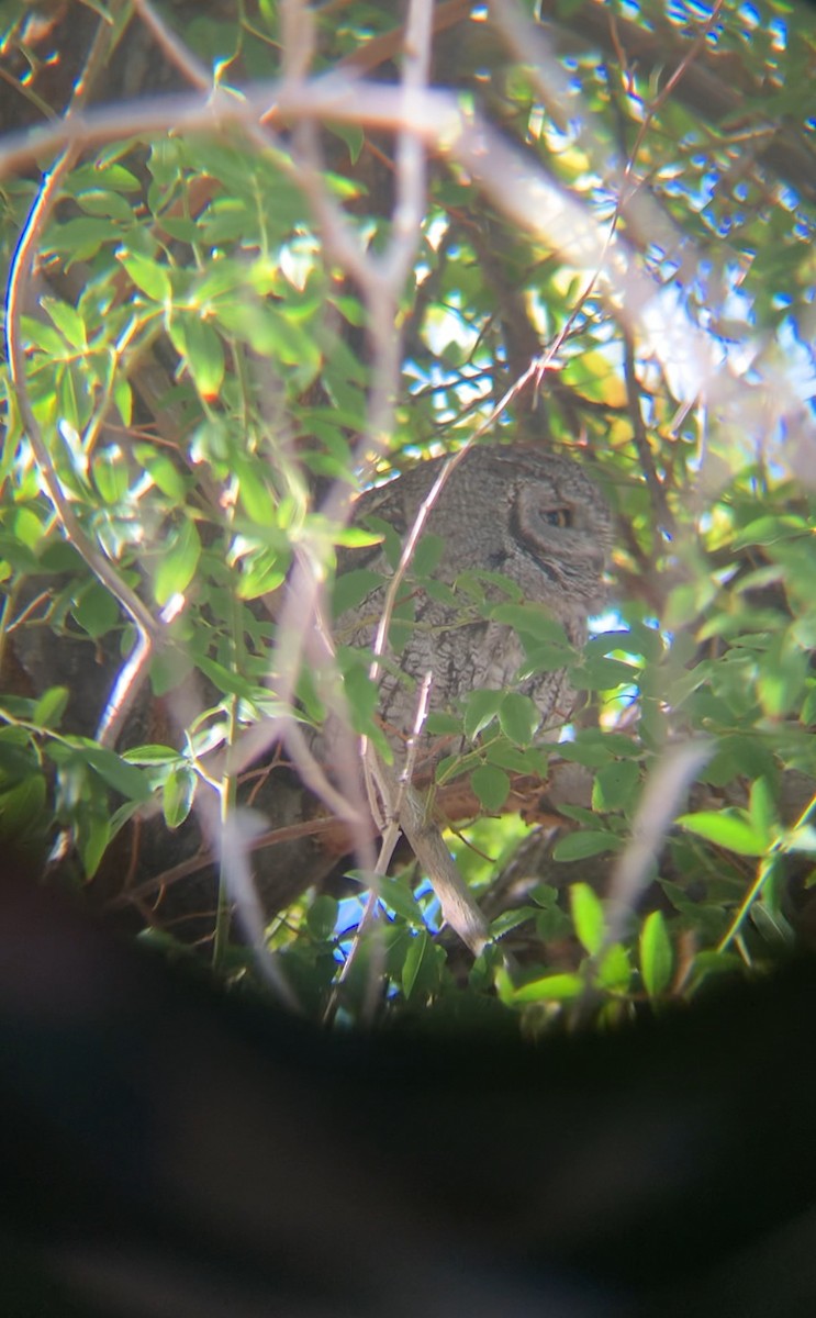 Western Screech-Owl - ML644480052