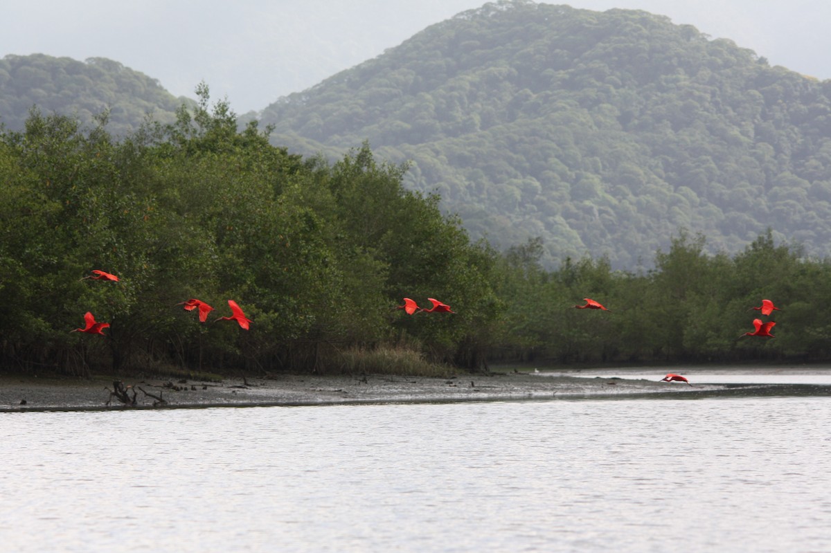 Алый ибис - ML644480053