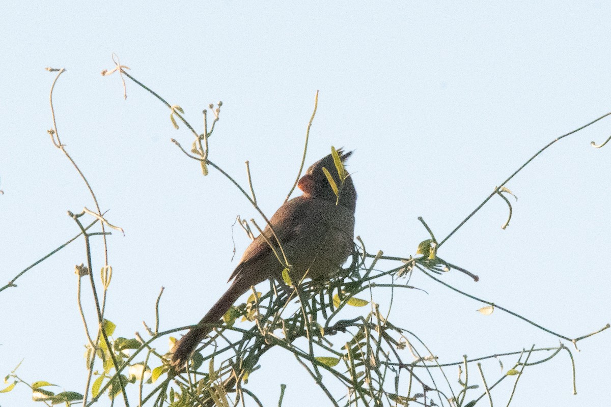 Pyrrhuloxia - ML644480059