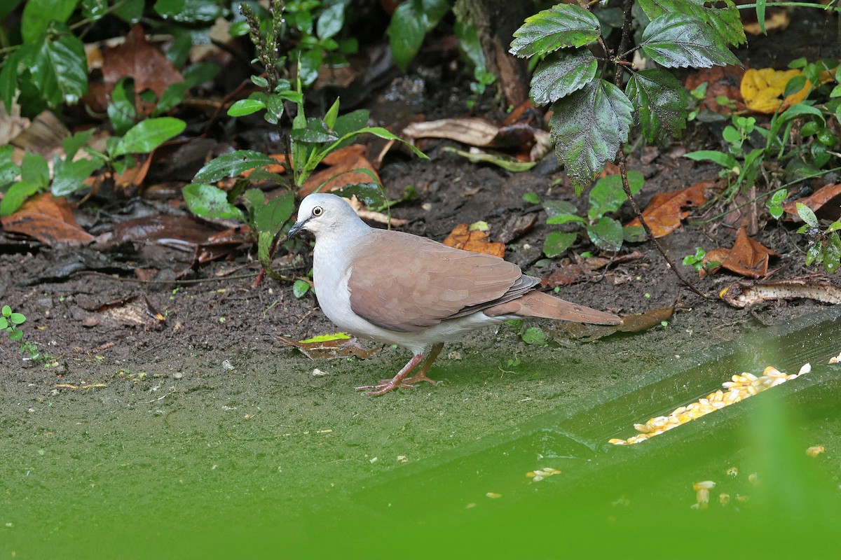Pallid Dove - ML644480062