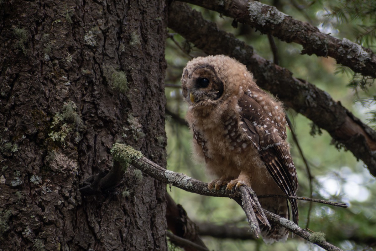 Chouette tachetée (lucida) - ML644480063