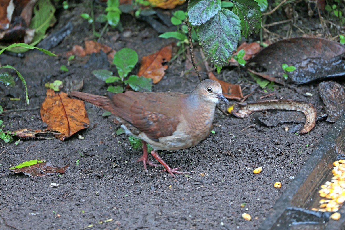 Pallid Dove - ML644480064