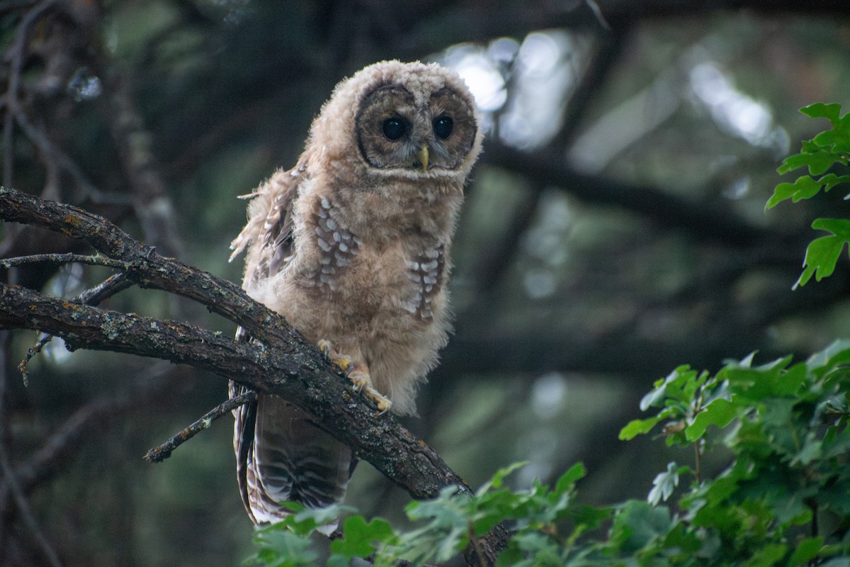 Chouette tachetée (lucida) - ML644480065