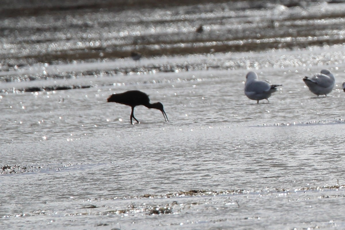 ibis americký - ML644480067