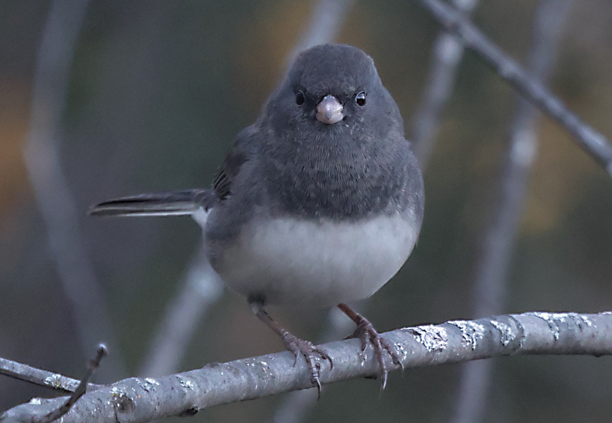 Dark-eyed Junco - ML644480075