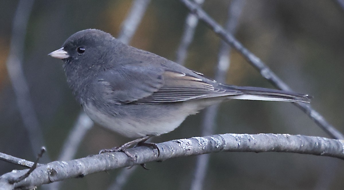 Dark-eyed Junco - ML644480077