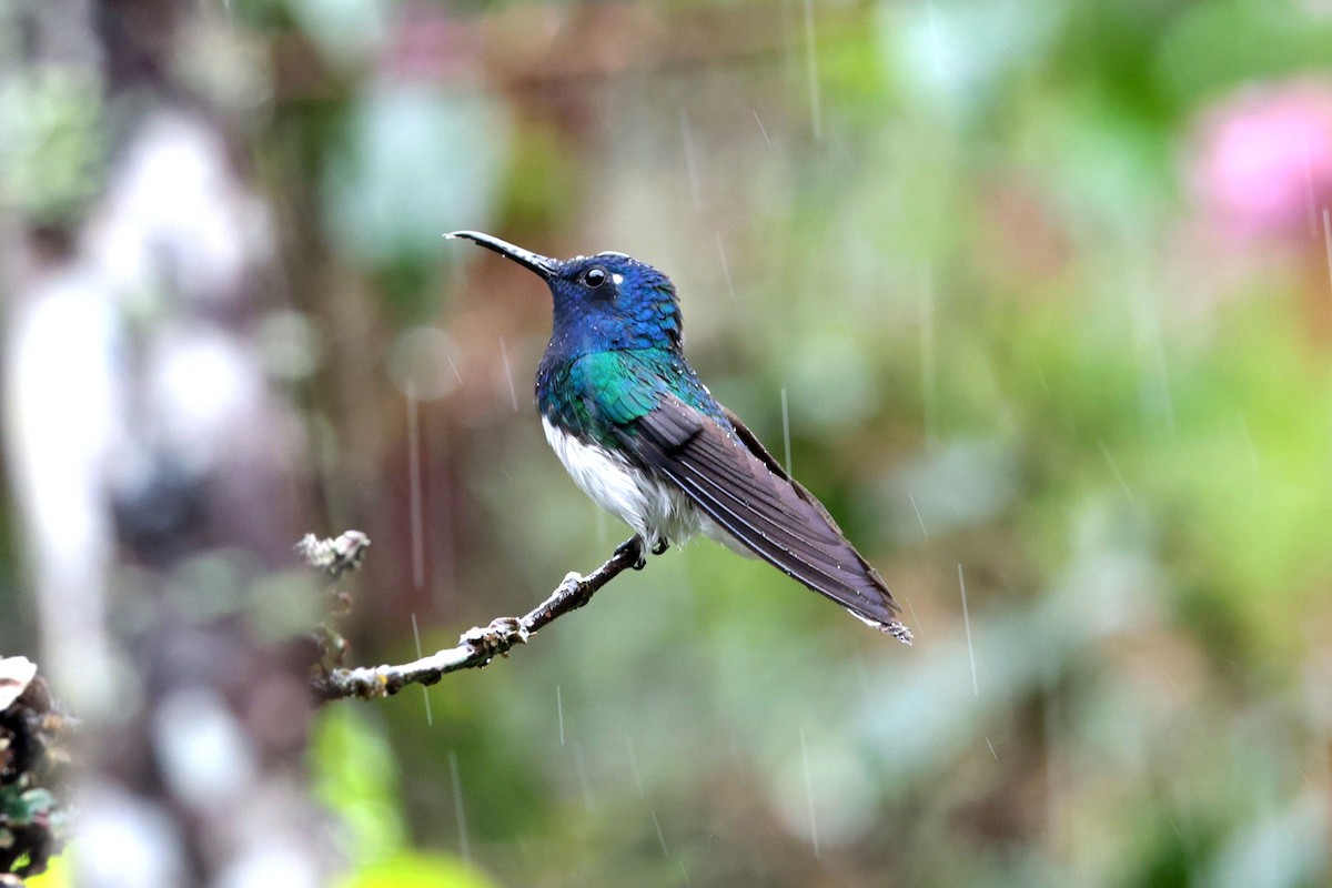 Beyaz Yakalı Kolibri - ML644480078