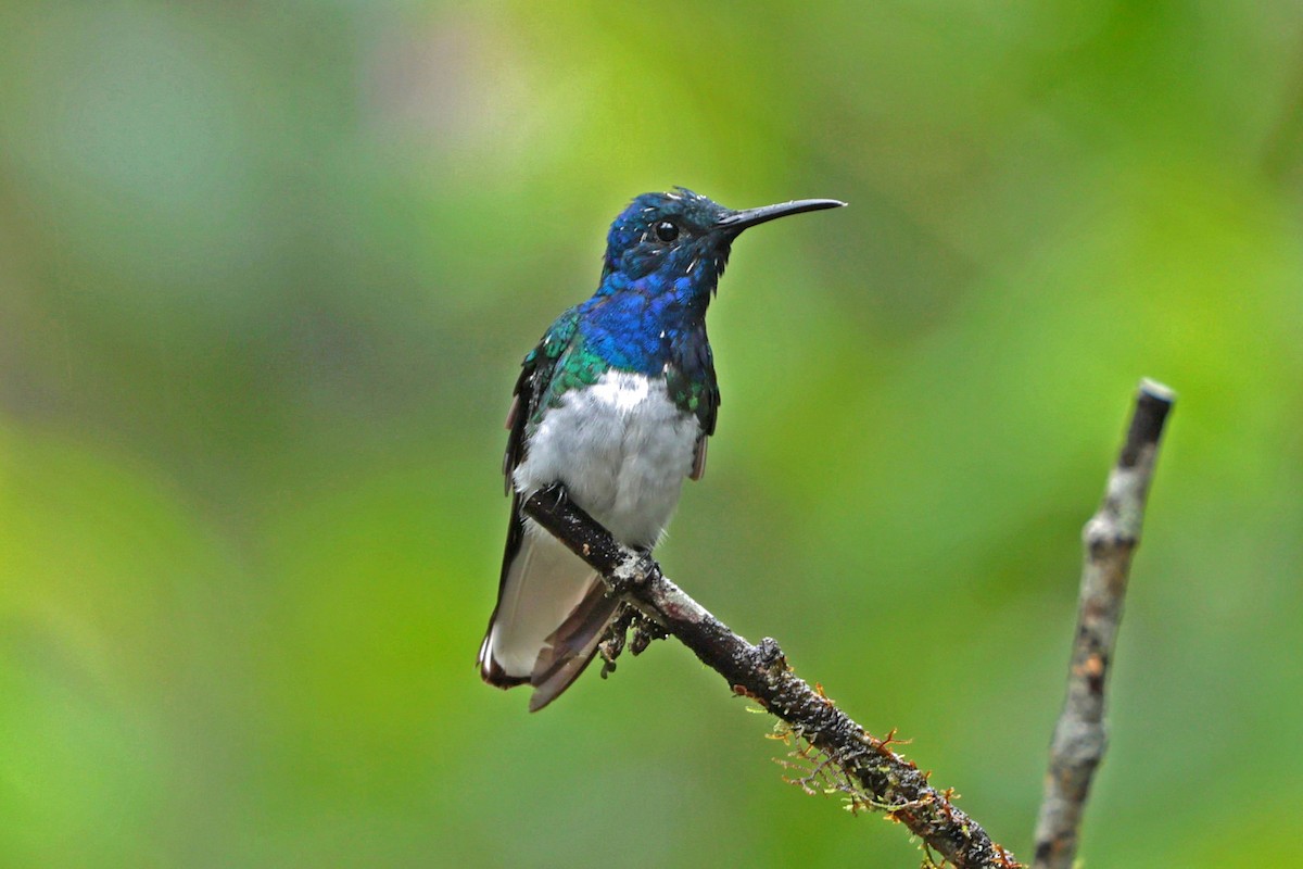 Beyaz Yakalı Kolibri - ML644480079