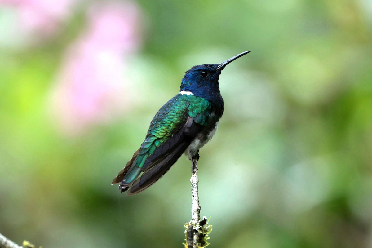 Beyaz Yakalı Kolibri - ML644480080