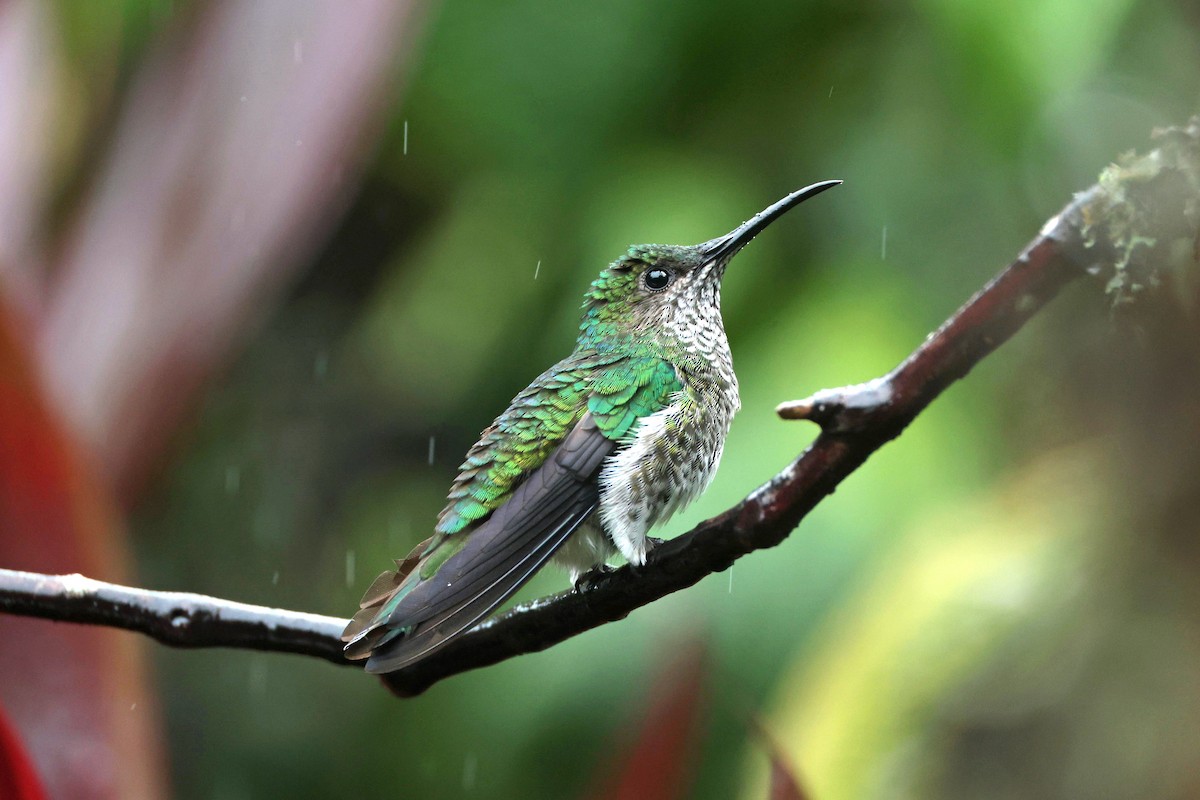 Beyaz Yakalı Kolibri - ML644480081