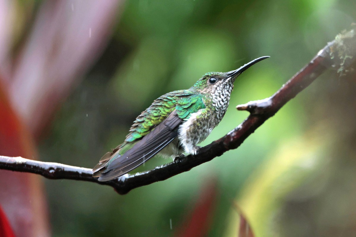 Beyaz Yakalı Kolibri - ML644480082