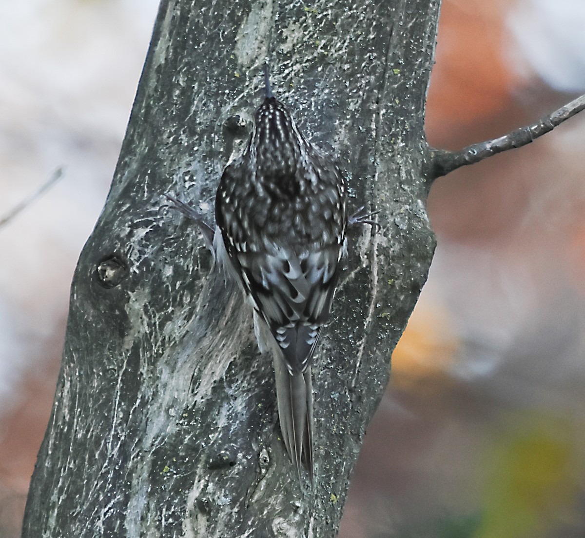 Brown Creeper - ML644480087