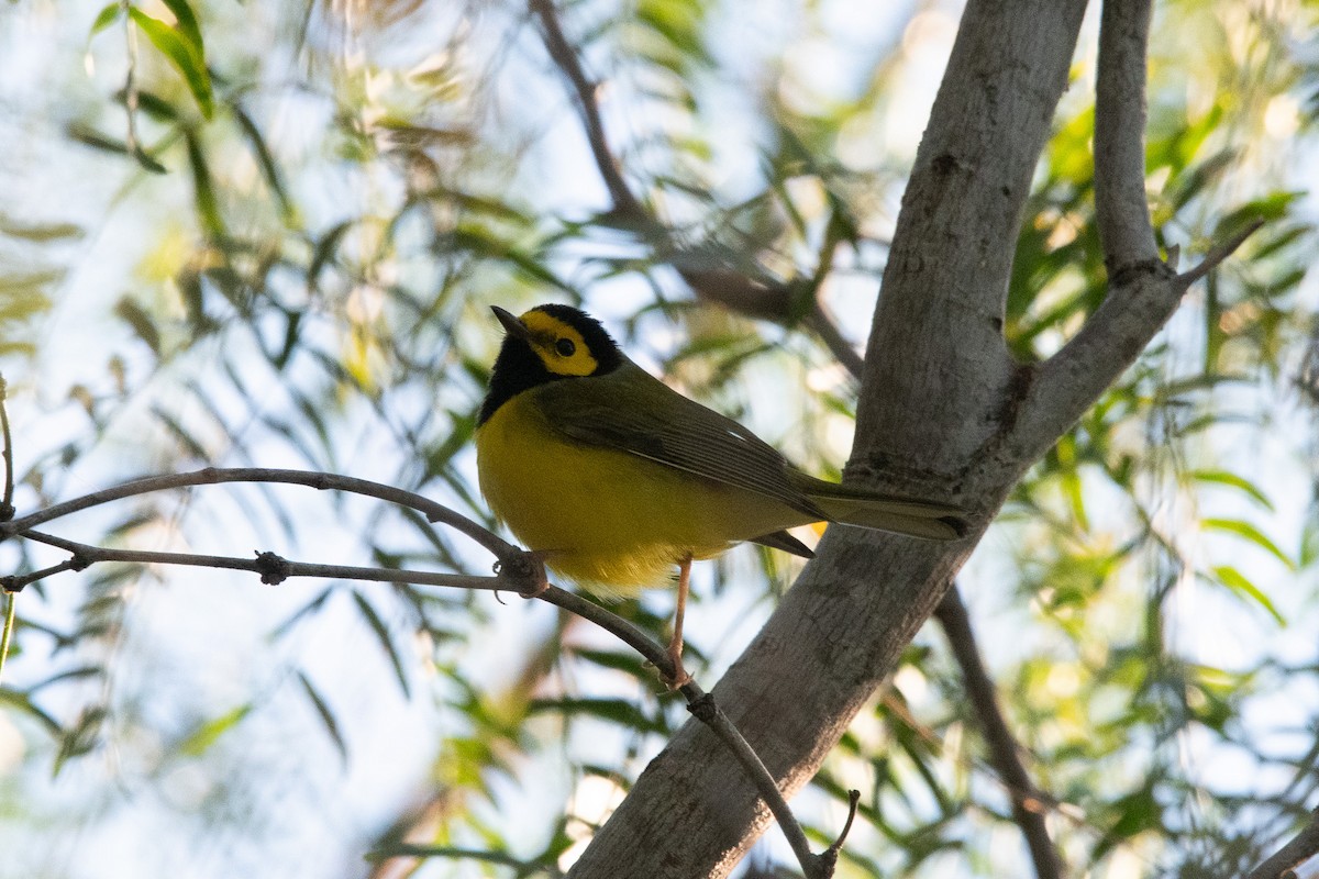 Болотянка чорногорла - ML644480088