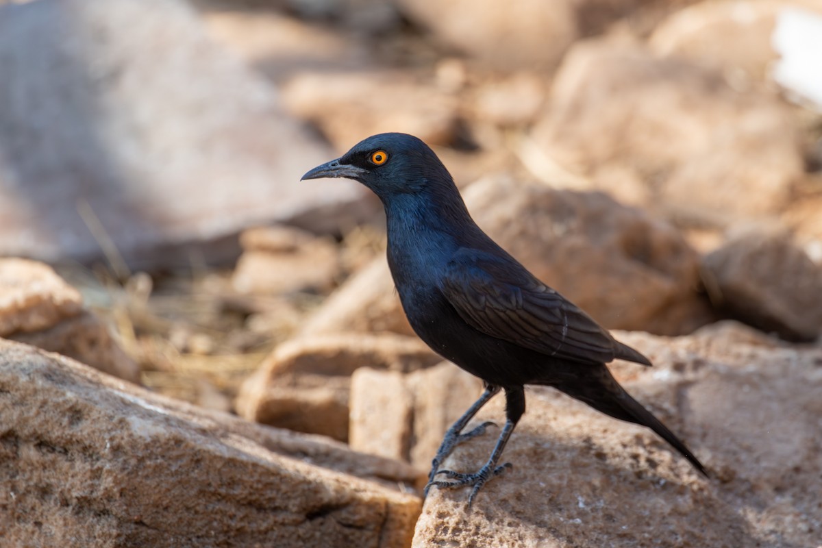 blekvingestær - ML644480089