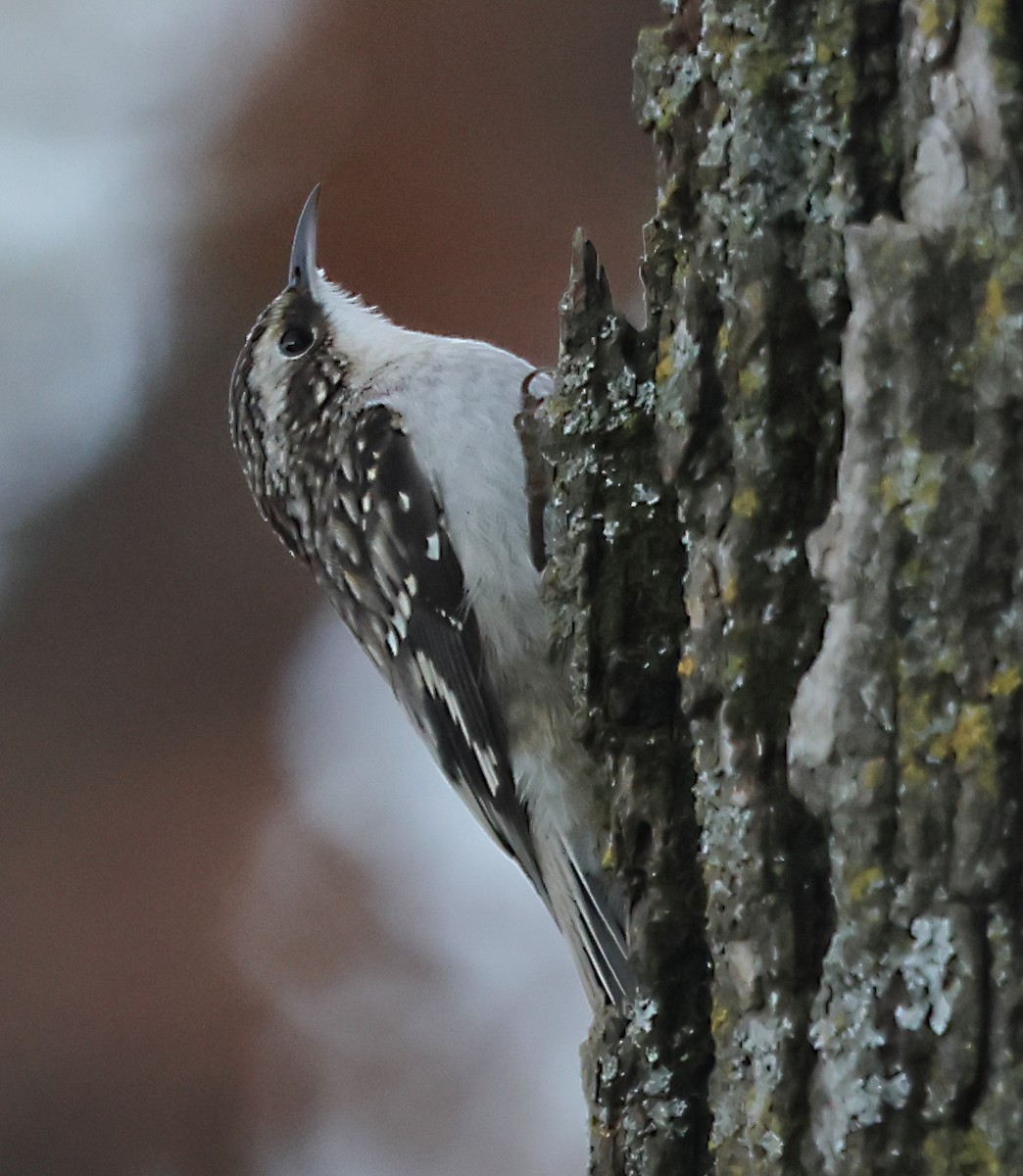Brown Creeper - ML644480090