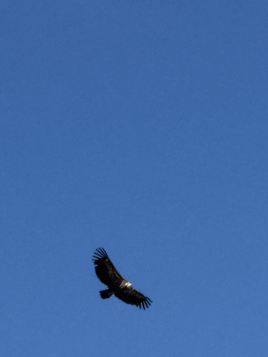 Kızıl Akbaba - ML644480094