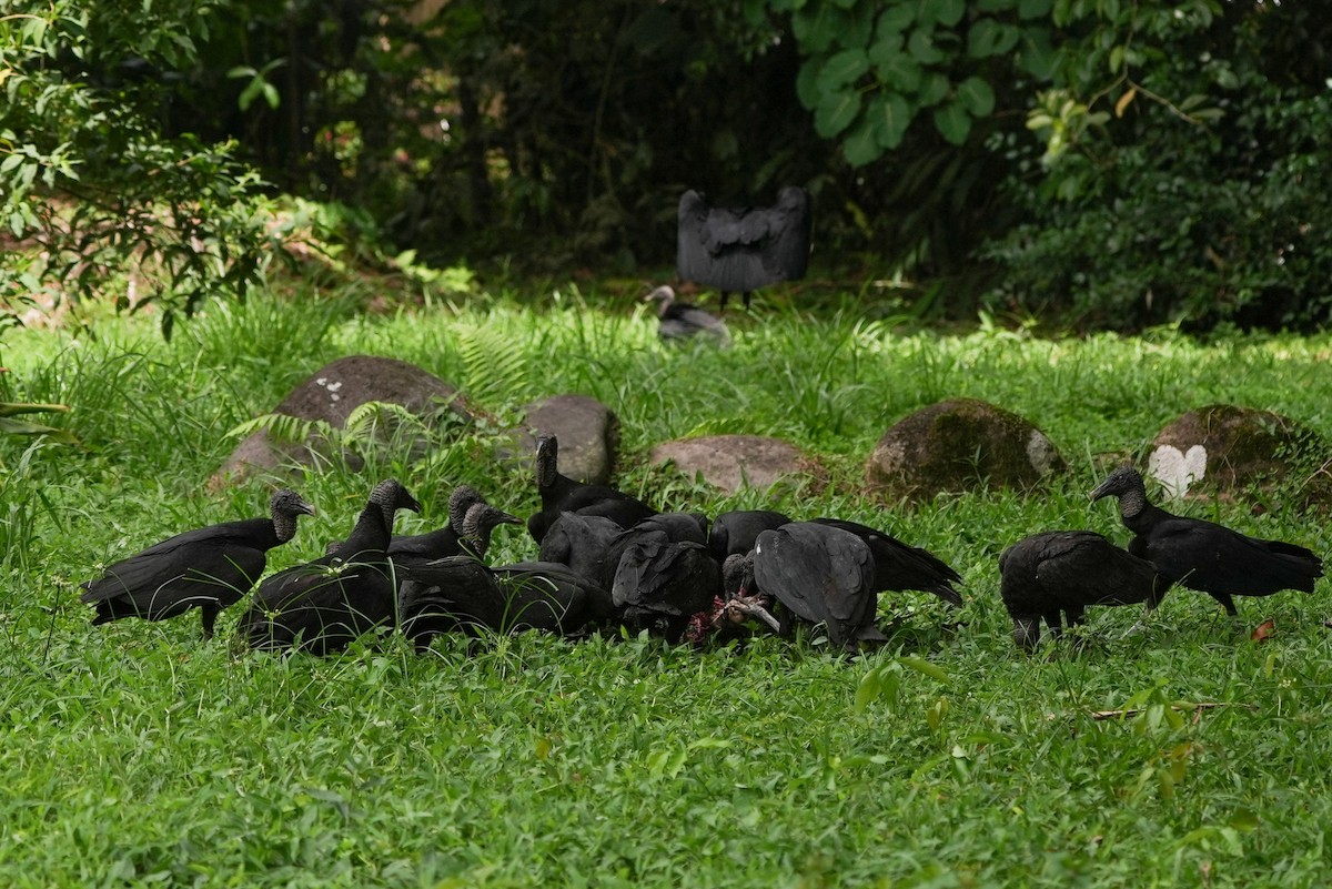 Zopilote beltza - ML644480101