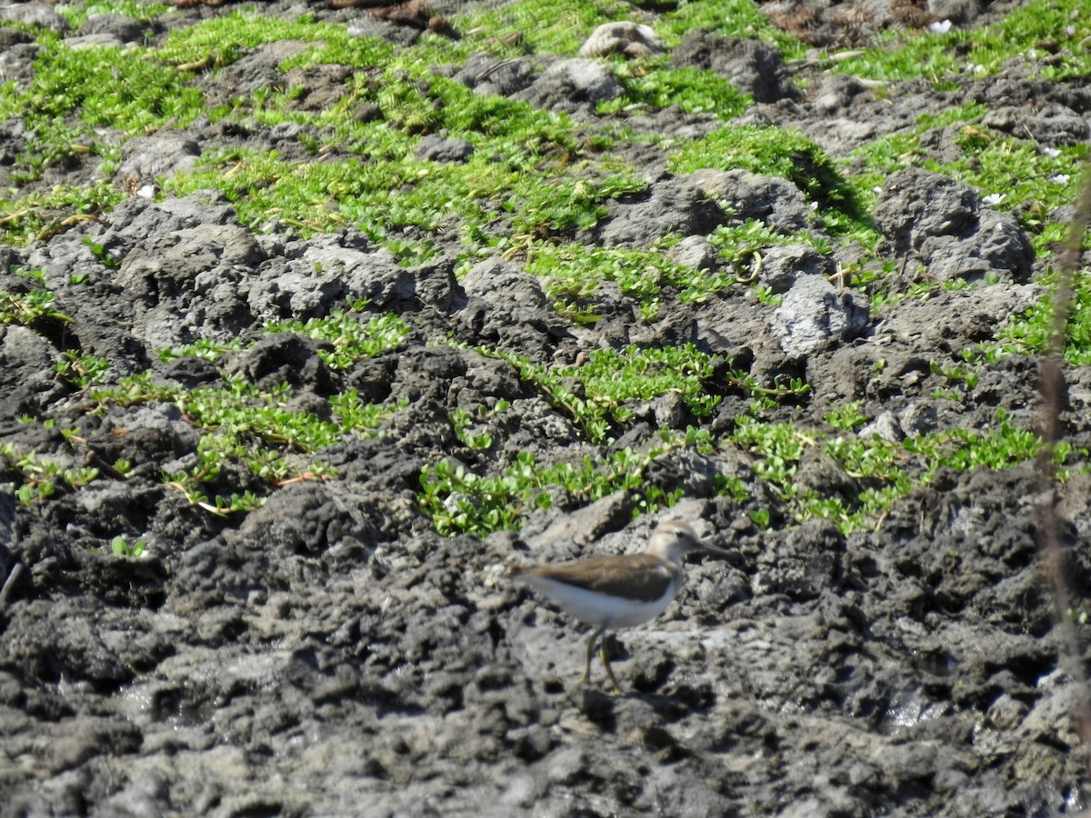 Хайргын хөгчүү - ML644480108