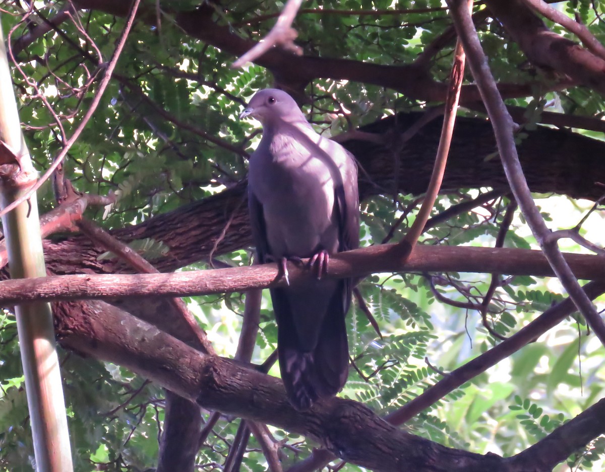 Pigeon plombé - ML64448011