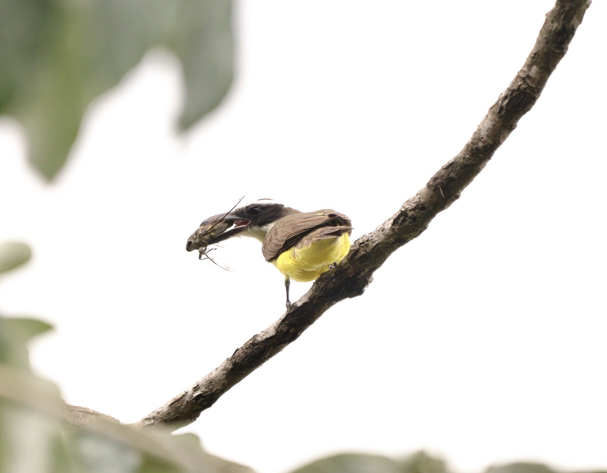 Boat-billed Flycatcher - ML644480119