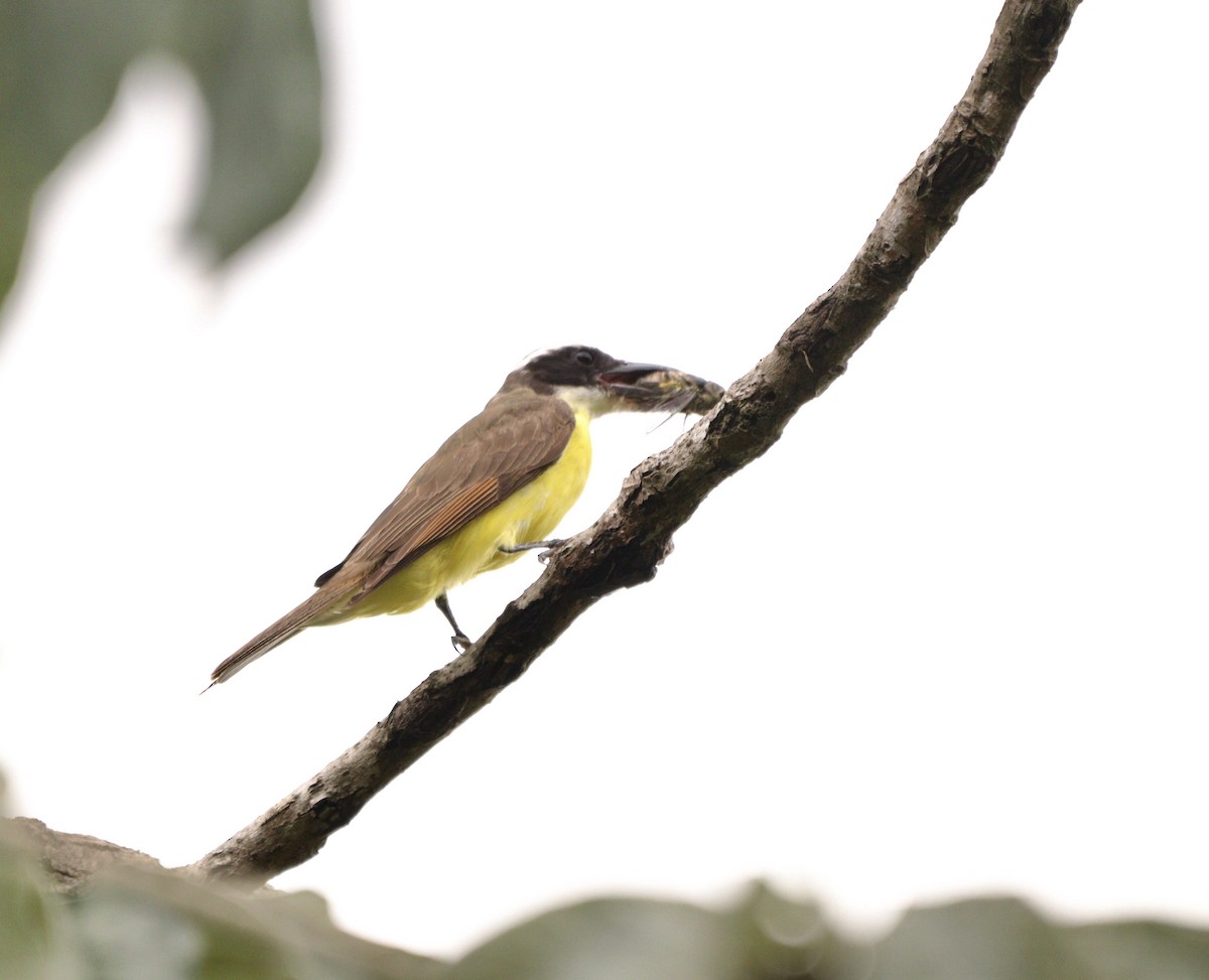 Boat-billed Flycatcher - ML644480120