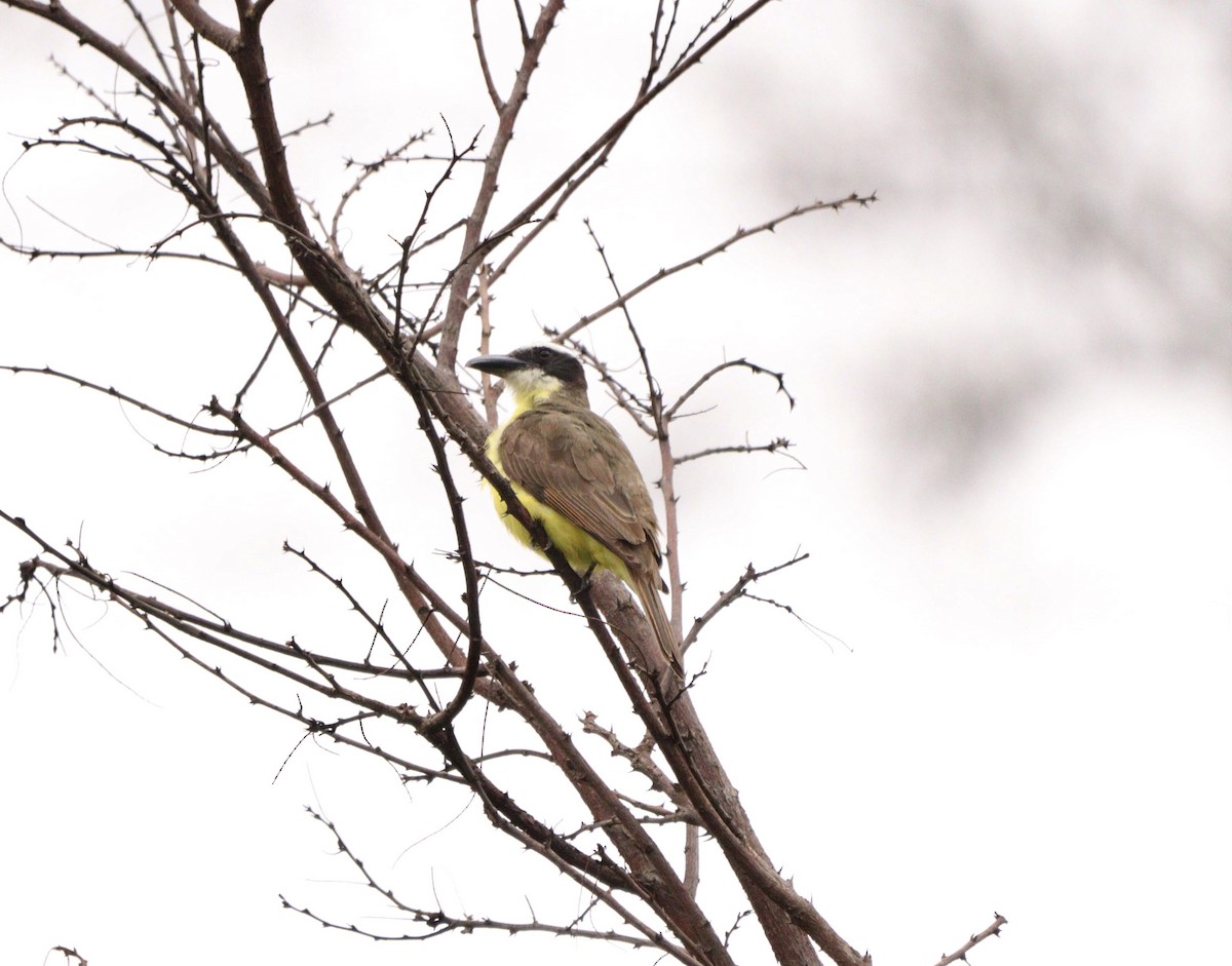 Boat-billed Flycatcher - ML644480121